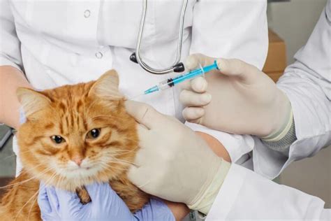 被家养的猫抓伤了要打疫苗吗_百度知道