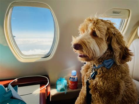 Travel With Pets United