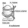 Describe nucleosome with diagram - Brainly.in