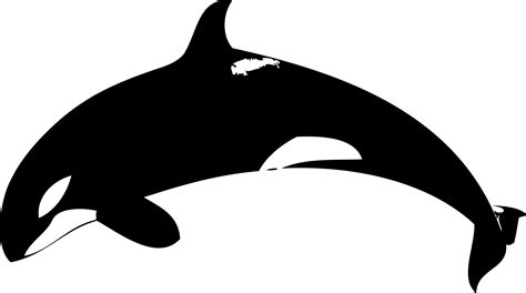 Free Cartoon Killer Whale, Download Free Cartoon Killer Whale png ...