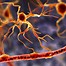 Image result for glial