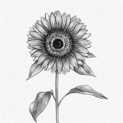 How To Draw A Simple Sunflower