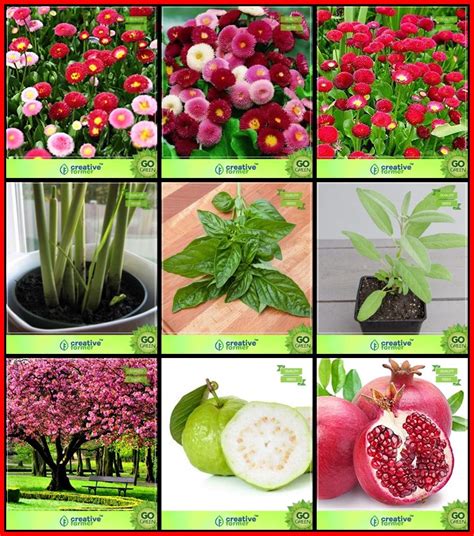 Creative Farmer All Purpose Combo Herb Seeds & Flower Seeds : Daisy-Dbl ...