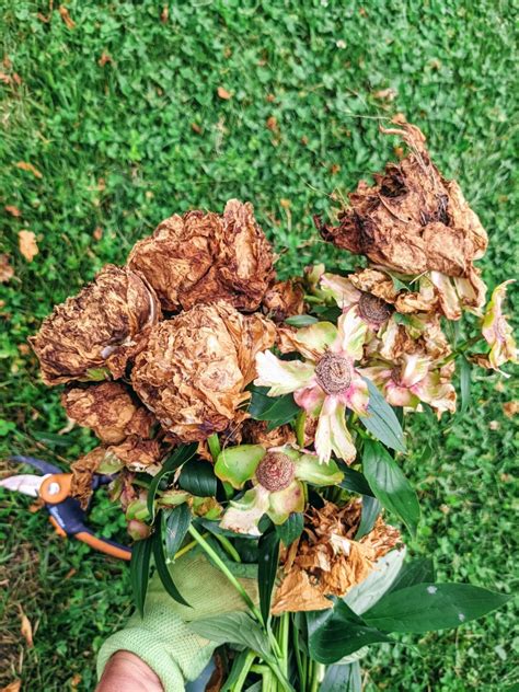 How to Deadhead Peonies | Deadheading Peony Flowers Helps! - Bunny's Garden