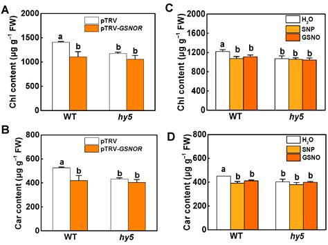 High Nitric Oxide Concentration Inhibits Photosynthetic Pigment ...