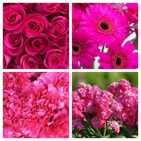 Types Of Hot Pink Flowers
