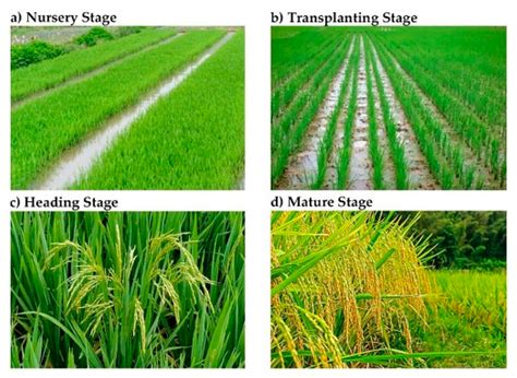Mapping Paddy Rice with Satellite Remote Sensing: A Review