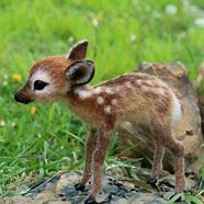 Image result for Cutest Mammals