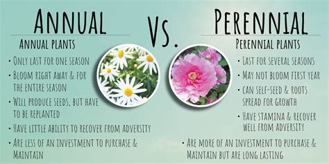 Perennials Vs Annuals Difference What Is The Difference Between An