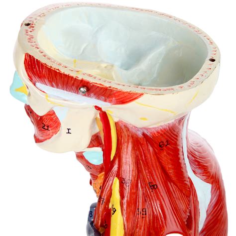 Axis Scientific Human Muscle and Organ Model, India | Ubuy