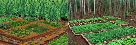 Agroforestry Systems 的图像结果