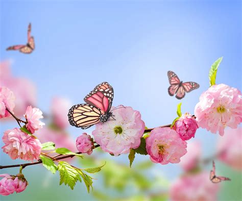 butterfly, Nature, Flowers, Pink Flowers, Blossoms Wallpapers HD ...