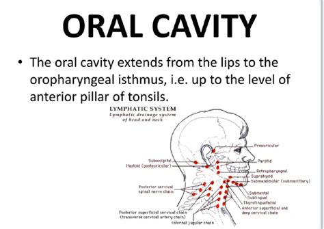 Anatomy OF ORAL Cavity - Computer Science and Engineering - Studocu