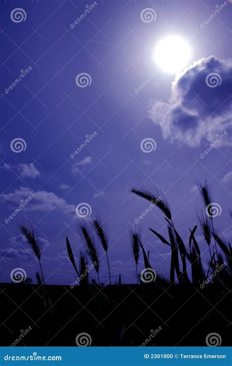 Sow Wild Oats on Blue stock photo. Image of agriculture - 2301000