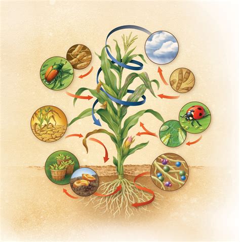 Beyond The Yield: The Negative Effects Of The Green Revolution
