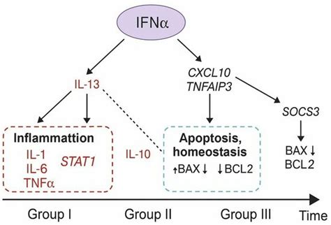 Translational Insights into Interferon Alpha’s Effects on ...