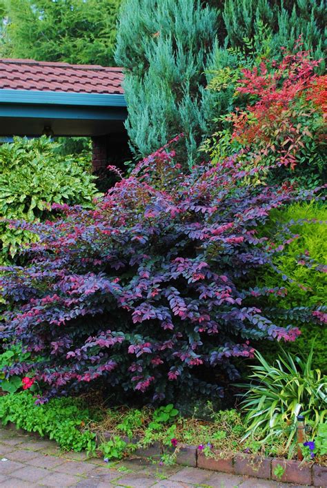 Evergreen Flowering Shrubs For Full Sun In Pots at Lowell Jeter blog
