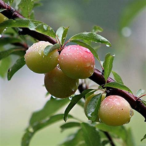 Creative Farmer Exotic Fruit Plum Live Plant Jammu And Kashmir Variety ...