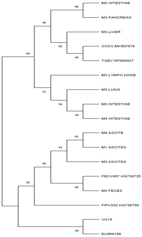 Phylogenetic Analysis of Alphacoronaviruses Based on 3c and M Gene ...