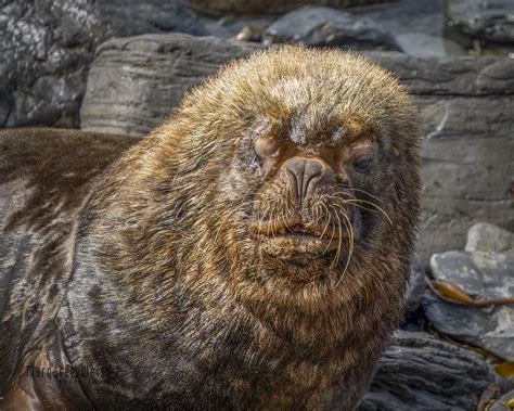 Falkland Islands Sea Lions: Guardians of the Southern Ocean - Margaret Weiss Photography