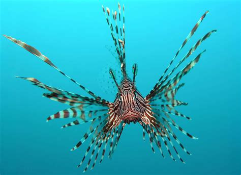 Lionfish Eating