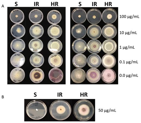 Molecular Characterization of Laboratory Mutants of Fusarium oxysporum ...