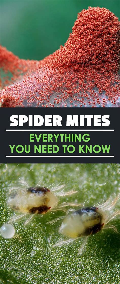 How to Kill Spider Mites 的图像结果