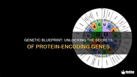 Image result for Encode Protein