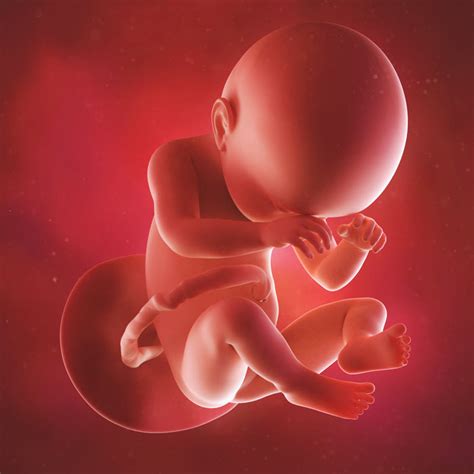 好神奇！1到40周的胎儿详细发育图！