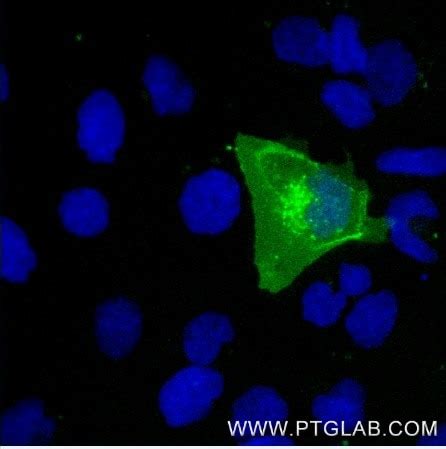 anti-CTLA4 recombinant VHH, FITC Plus | Proteintech