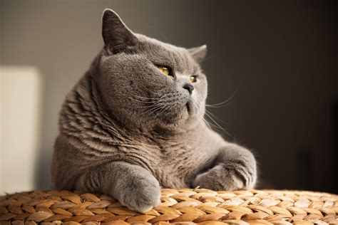 24+ Most Low Maintenance Cats Photos | Pet Adoption Queens