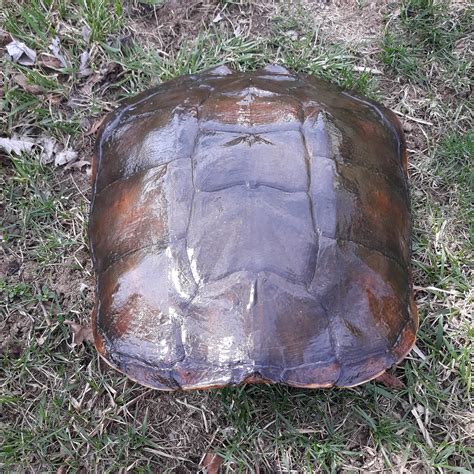Image result for Defleshing Snapping Turtle Shell