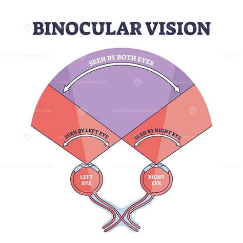 Human Visual System Binocular 的图像结果