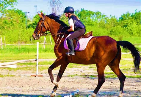 Horse Ride in Jim Corbett Park Ramnagar, Nainital - Book Now @ Rs.300 ...