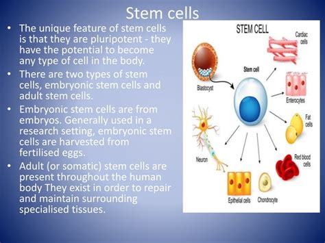 Image result for Human Cell Types and Functions