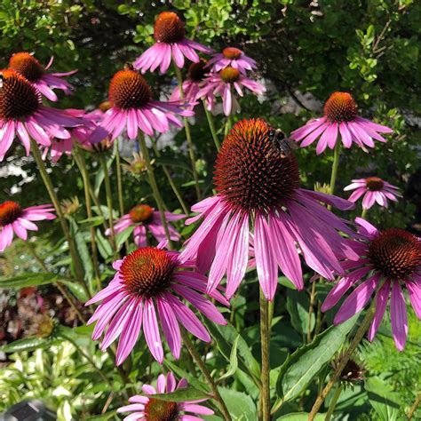 9 Types Of Echinacea Pictorial Guide