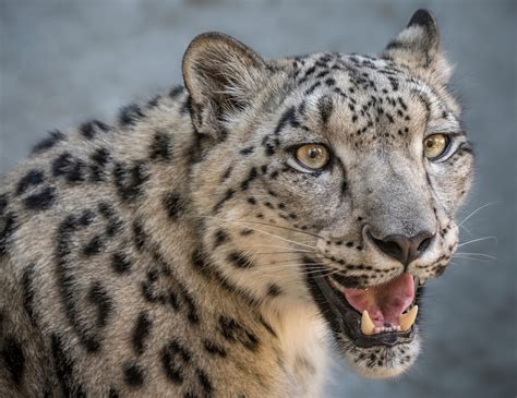 Snow Leopard - Los Angeles Zoo and Botanical Gardens