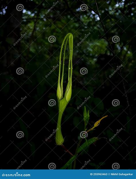 Close Up of Flower of Tender Ceropegia Plant Stock Image - Image of closeup, konkan: 255963463