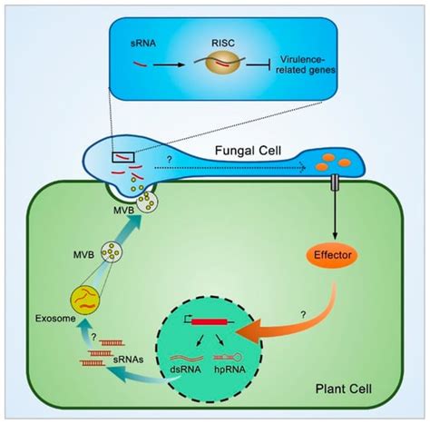 Small Activatingrna 的图像结果