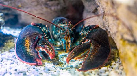 Predators Of Lobsters