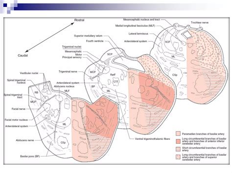 Image result for Pons Function