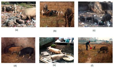 Biology and Life Sciences Forum | IECD 2022 - Browse Articles