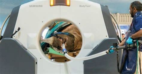 This Zoo Sets New Standard In Animal Care, Performs CT Scan On A Rhino ...