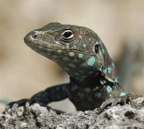 Weird Sexual Behaviour in Animals