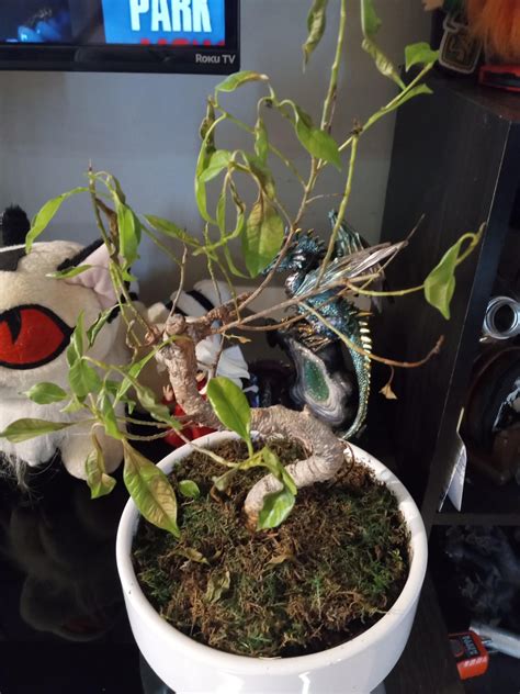 Help! Sunburn! : r/plantclinic