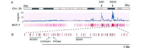 Image result for Copy Number Variation by SNP Array