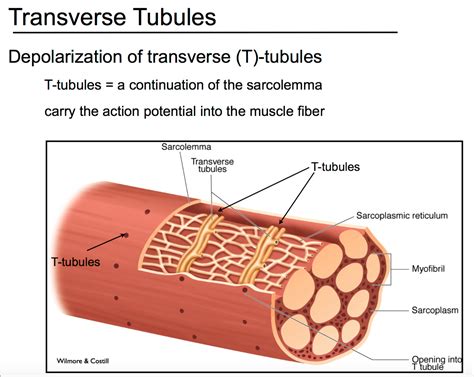 What Is Sthe Structure Of Ttubules