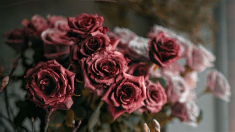 Download wallpaper 2560x1440 roses, flowers, bouquet, red, pink ...
