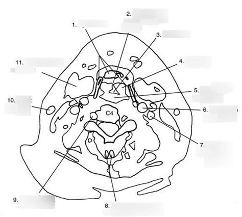 Image result for Split Case Neck