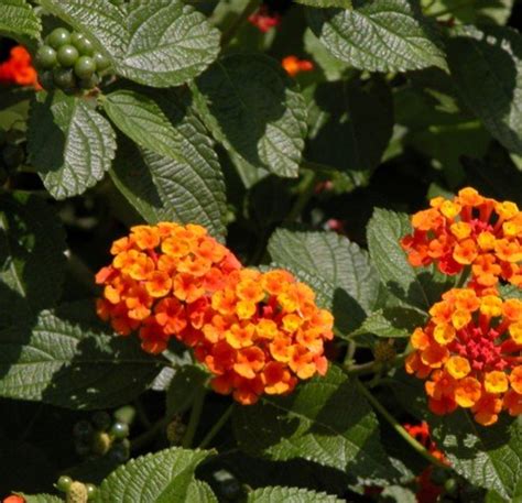 Lantana Poisonous To Dogs